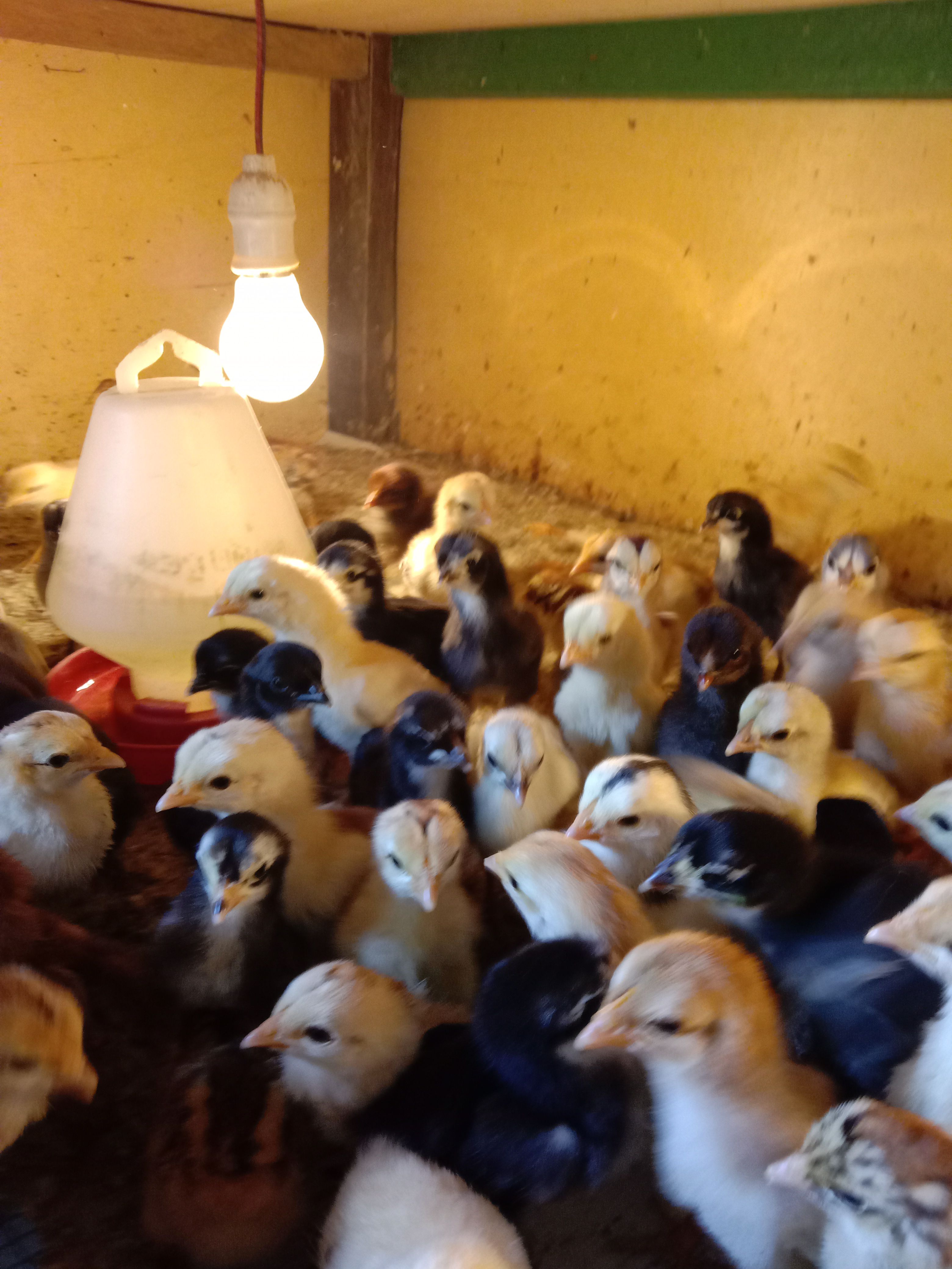 Anak Ayam Sehat