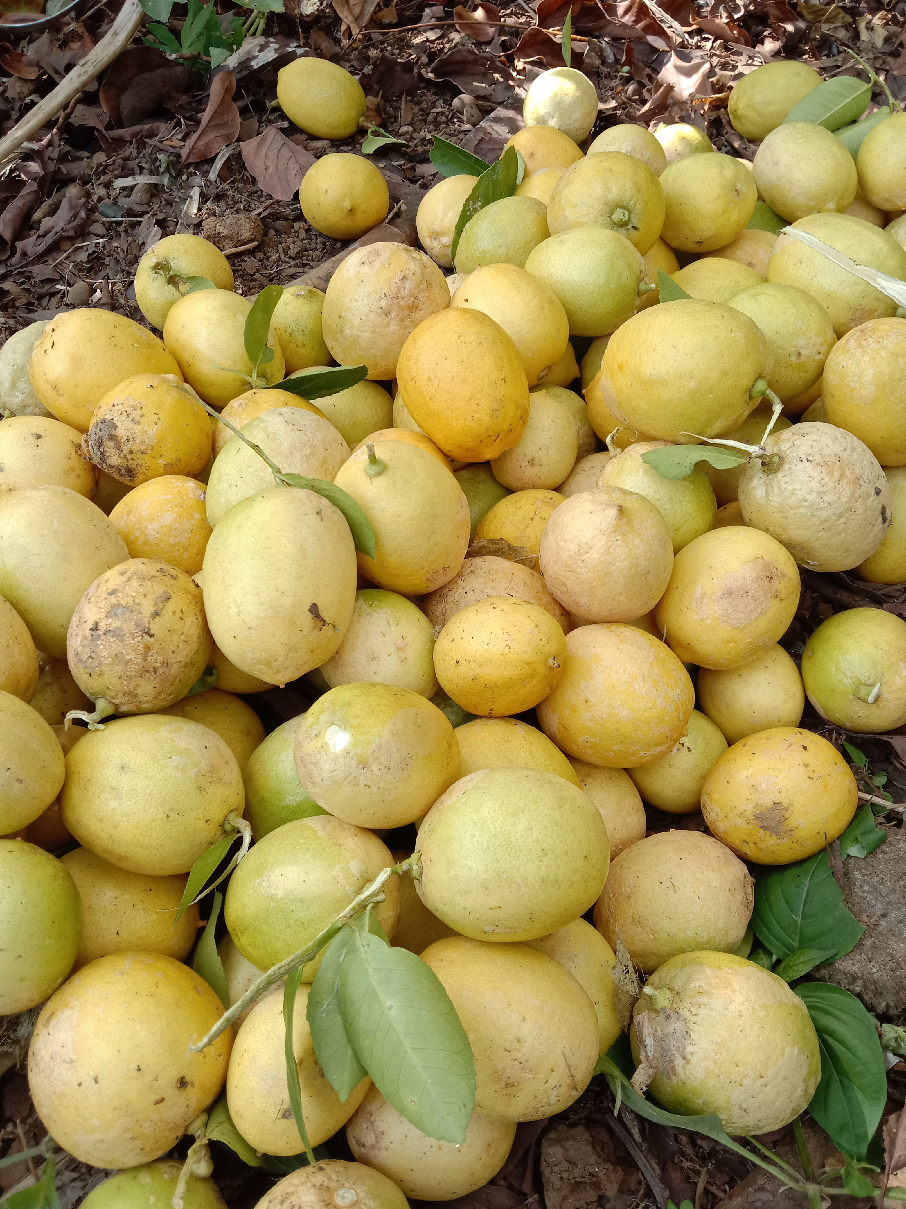 Lemon Segar Alami