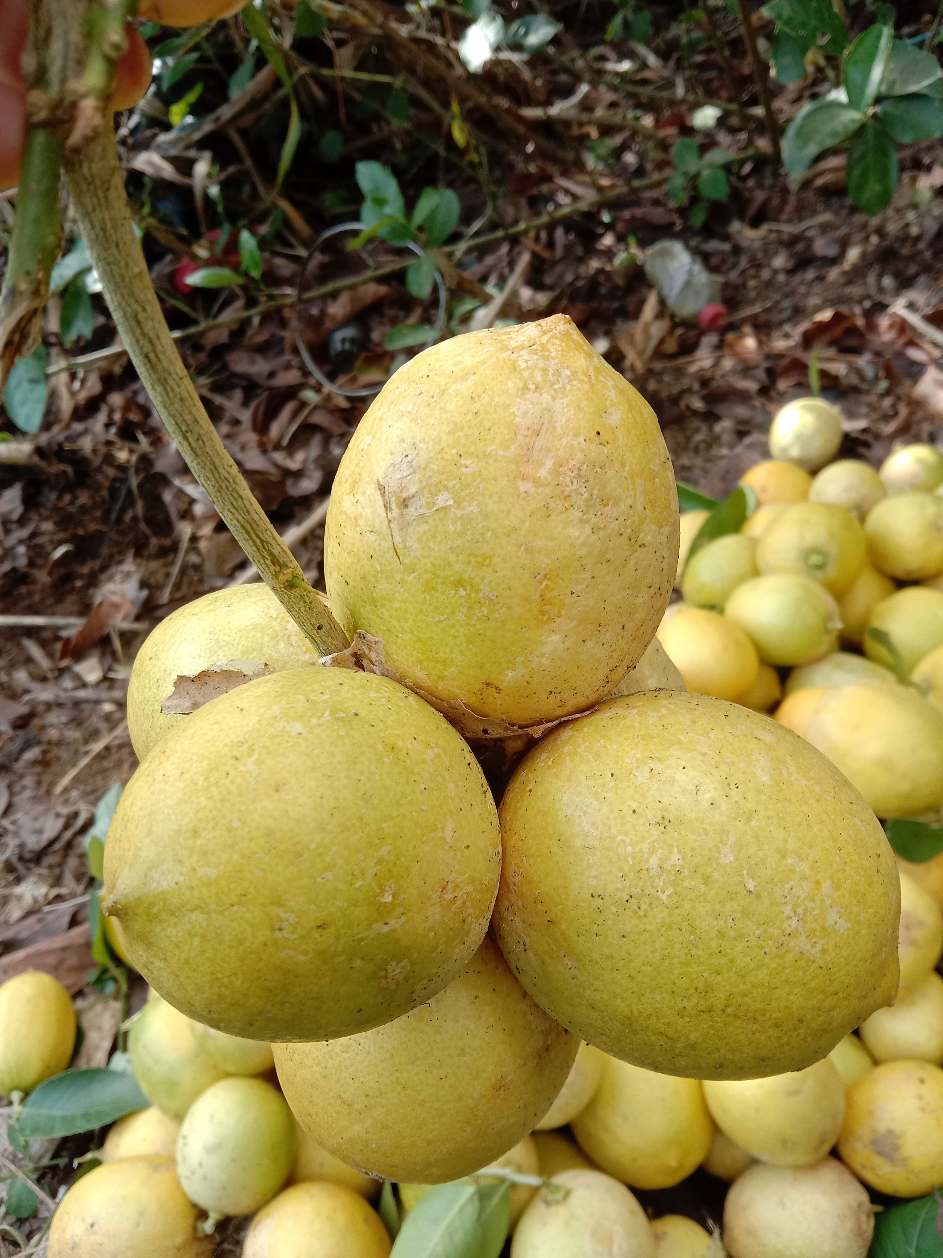 Lemon Segar Alami