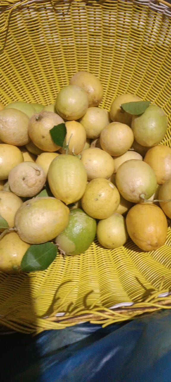 Lemon Segar Alami