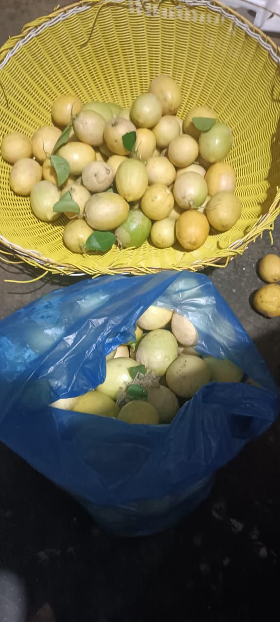 Lemon Segar Alami