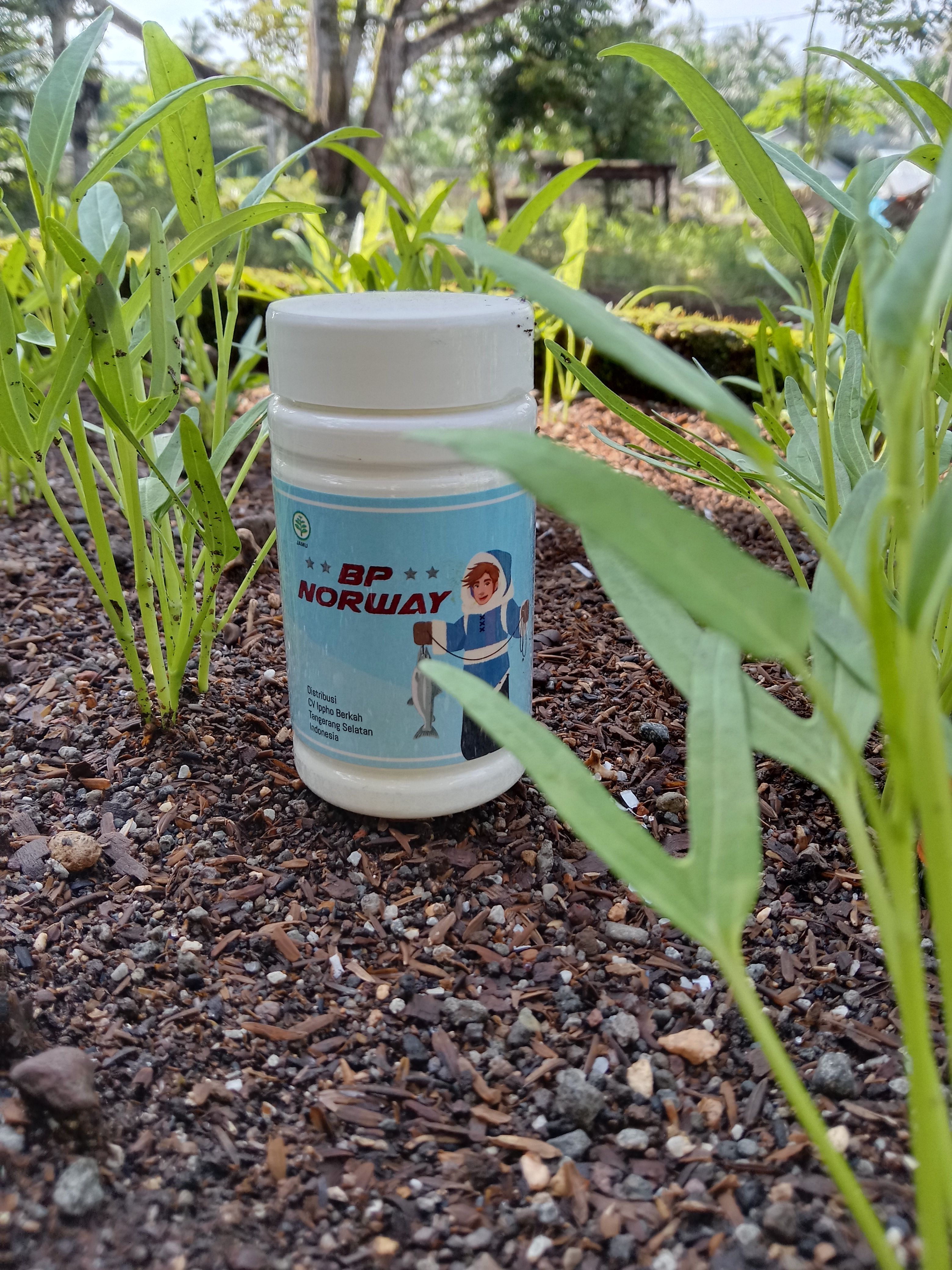 Kuat dan Cerdas Bersama Norway