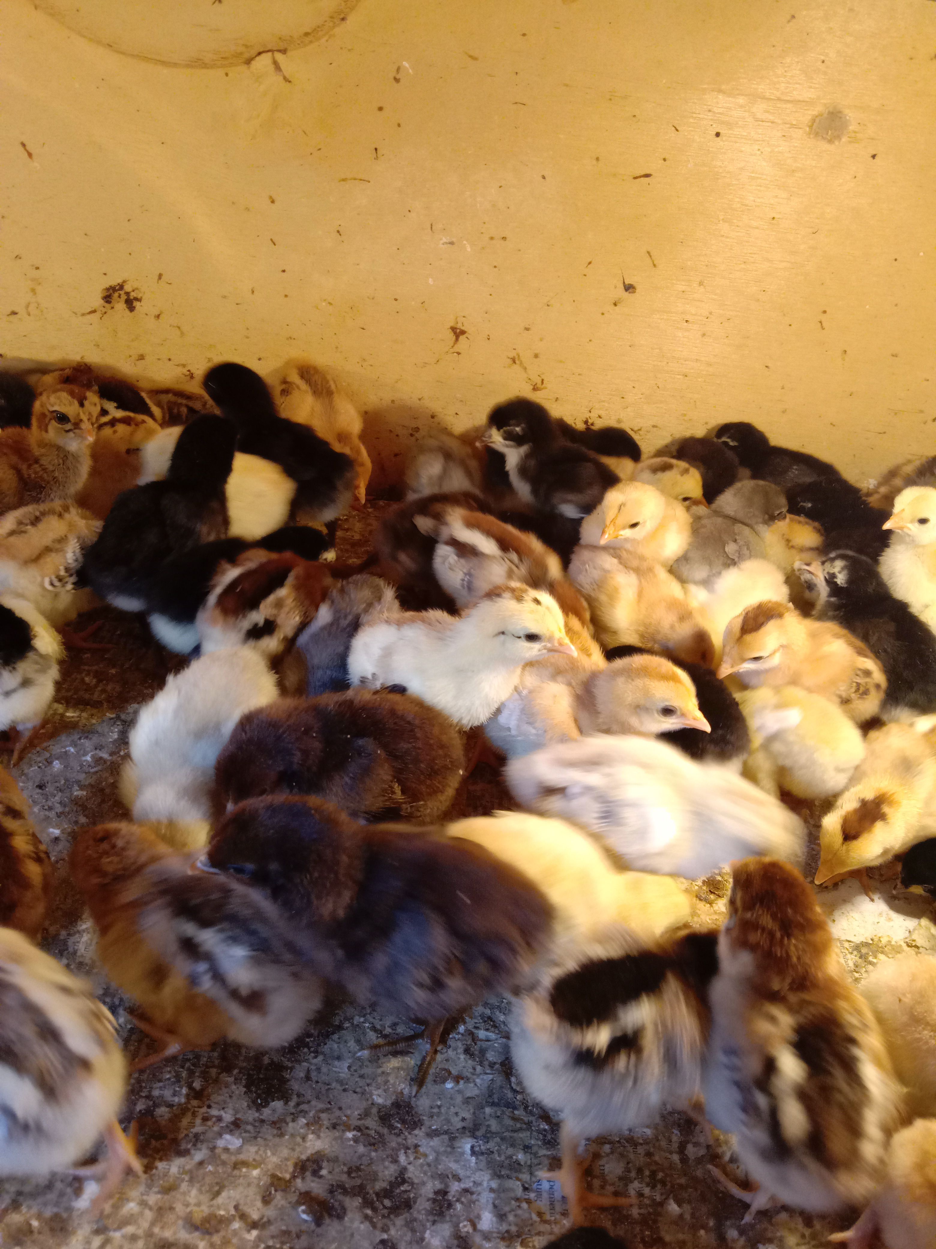 Anak Ayam Sehat