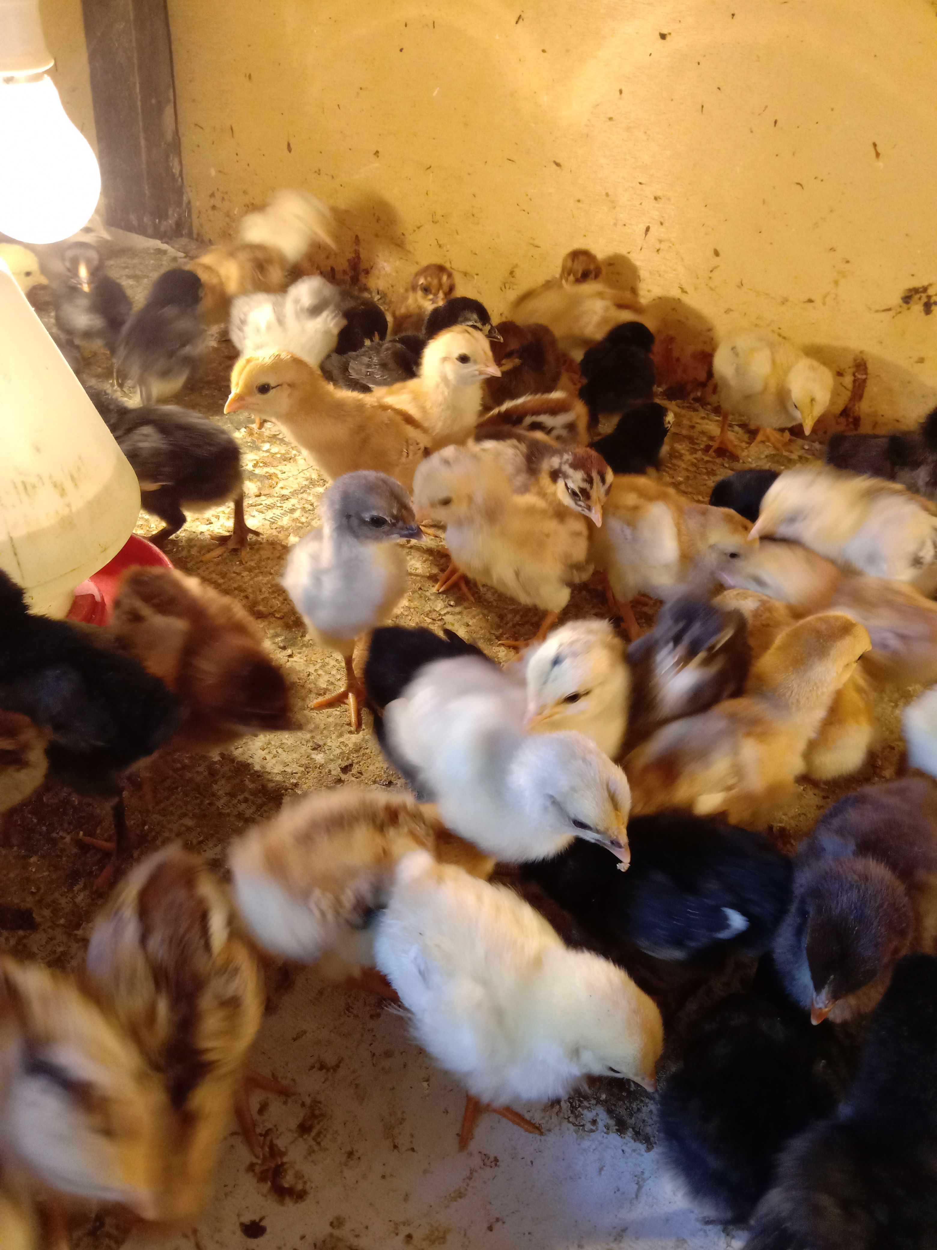 Anak Ayam Sehat