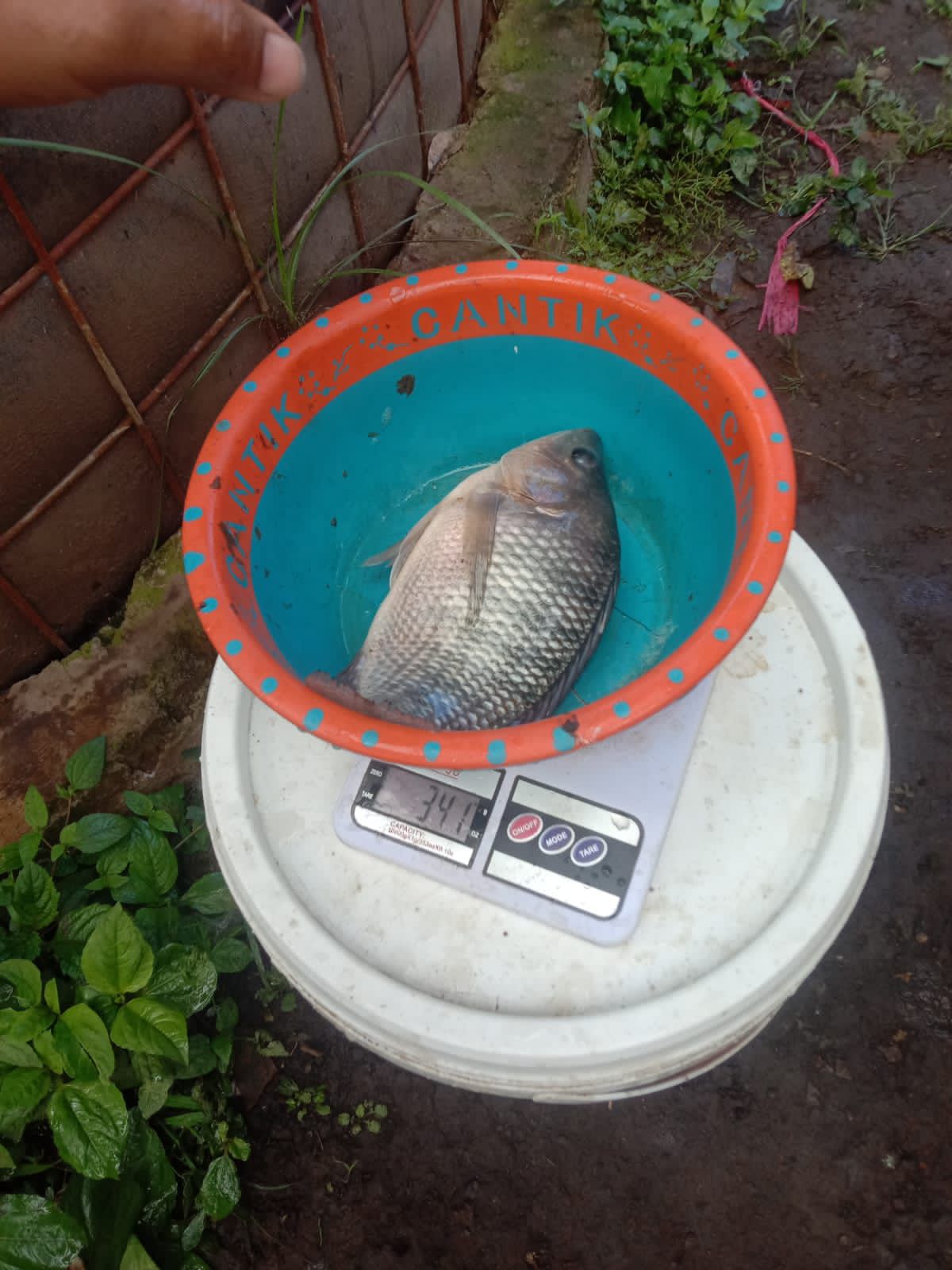 Tilapia Segar Alami