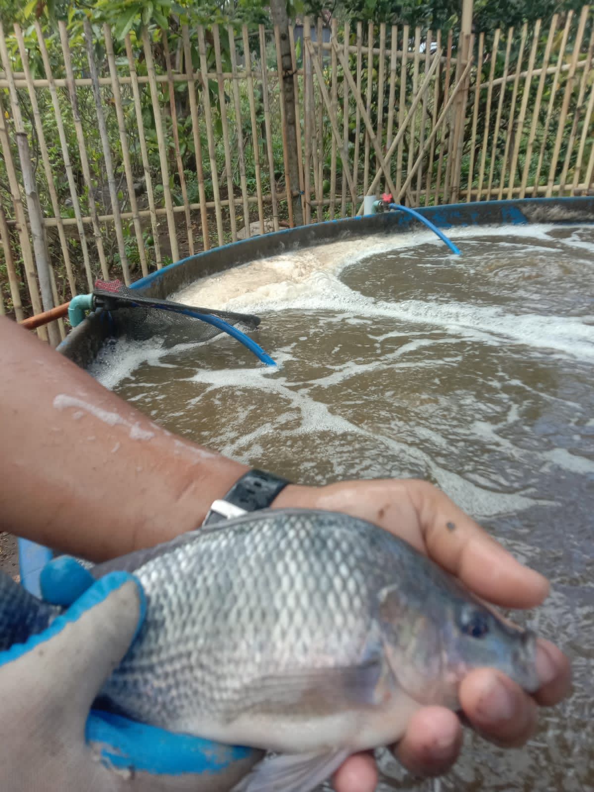 Tilapia Segar Alami