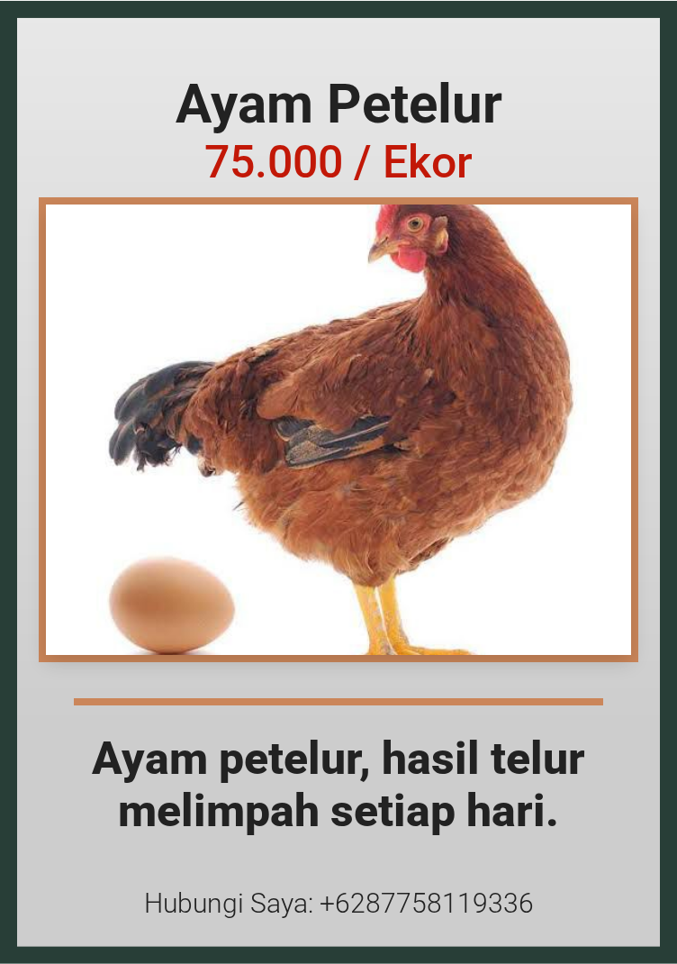 Ayam Petelur