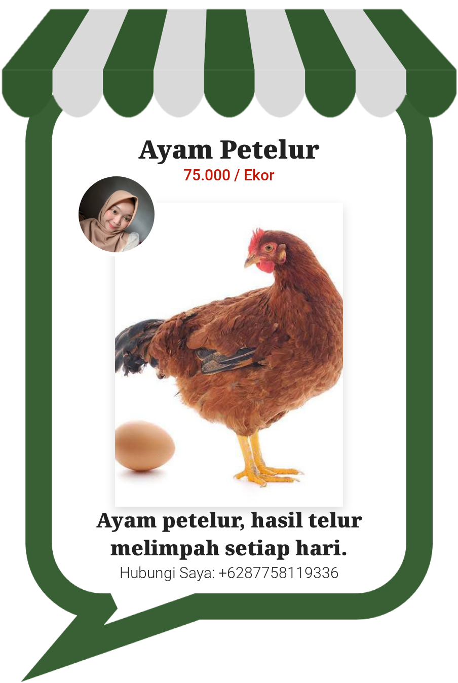 Ayam Petelur