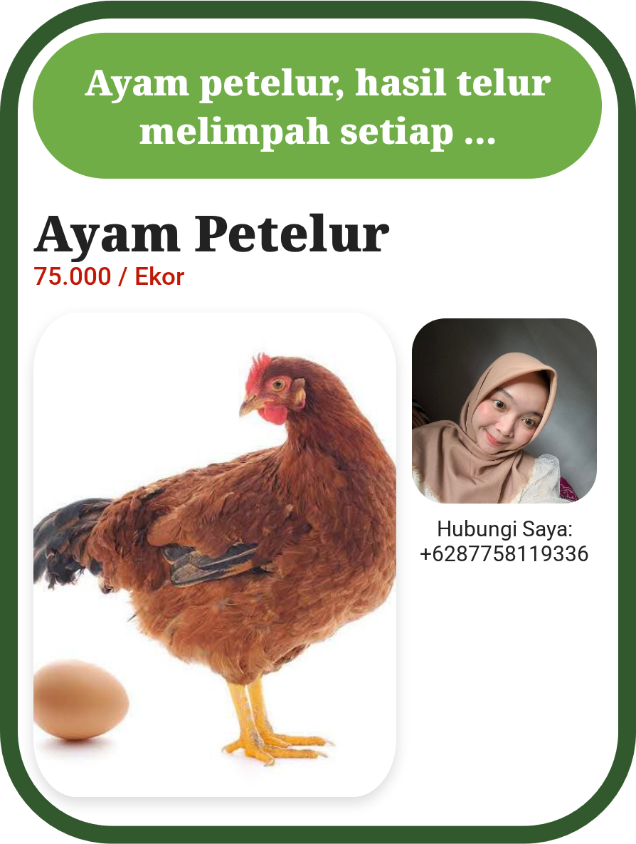 Ayam Petelur