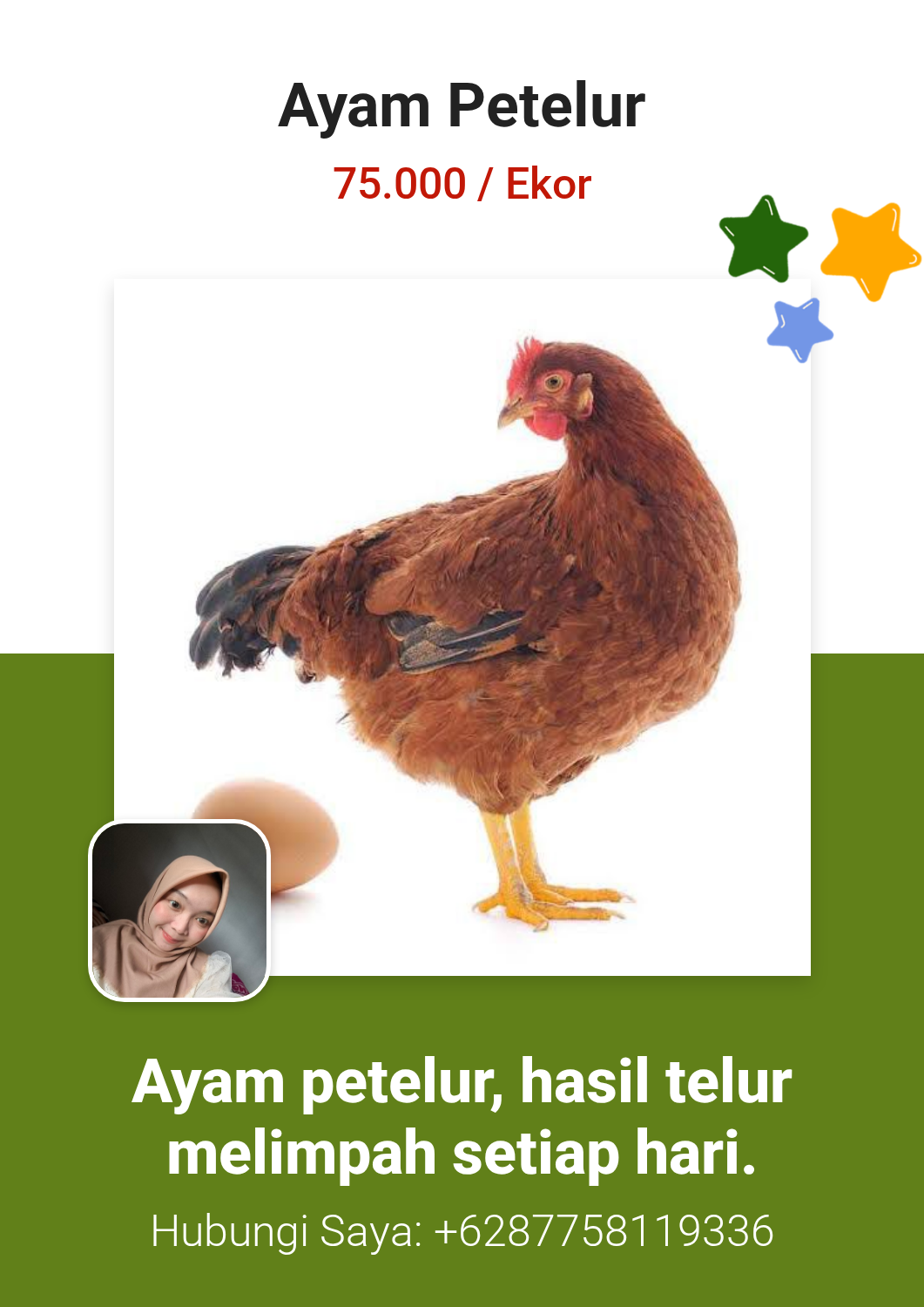 Ayam Petelur