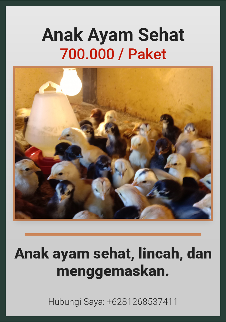 Anak Ayam Sehat