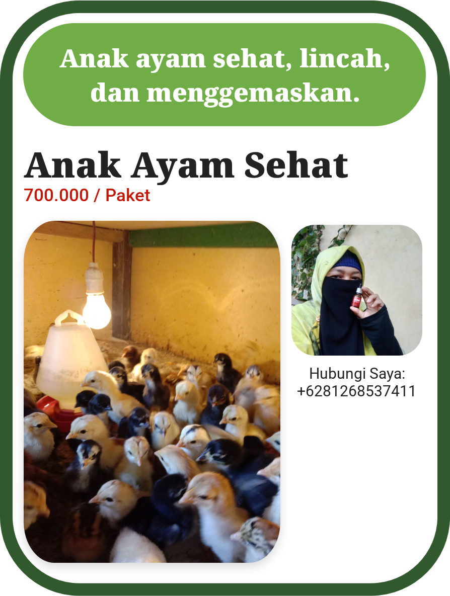Anak Ayam Sehat
