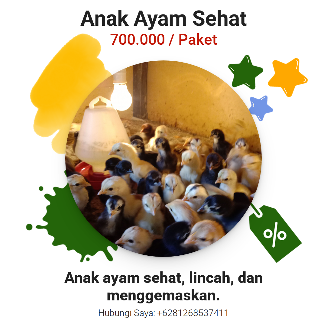 Anak Ayam Sehat