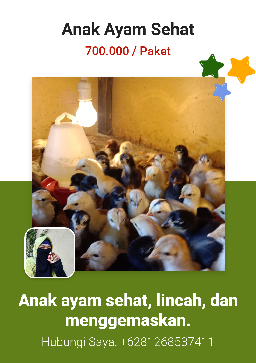Anak Ayam Sehat